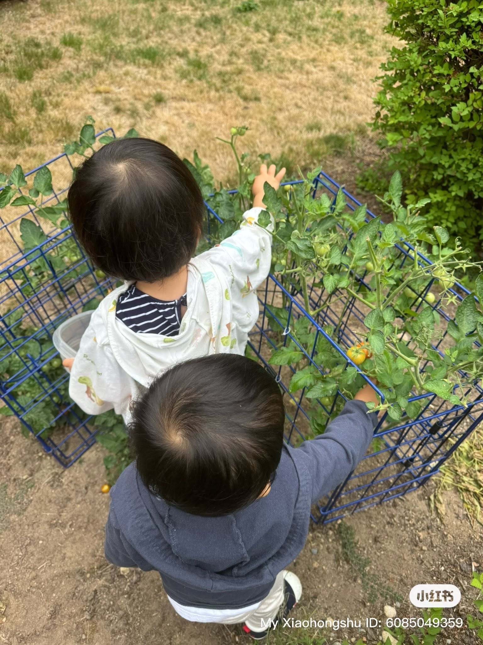 Panda Bear Childcare — children picking tomatoes in garden